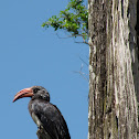 Crowned Hornbill