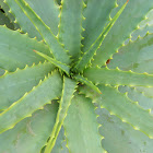 Aloe arborescens