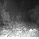 Virginia Oppossum