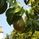 Pear tree