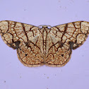 Geometrid moth