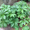 Hellebores