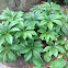 Hellebores