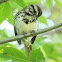 Song sparrow 