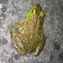 American Bullfrog