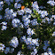 Forget-me-not