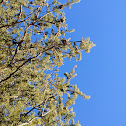 Jack Pine
