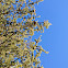 Jack Pine