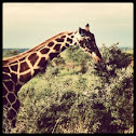 Rothschild's Giraffe