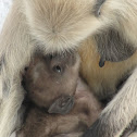 Gray langur