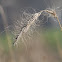 Canada wild rye