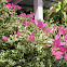 Bougainvillea