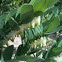 Solomon's Seal