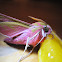 Elephant Moth