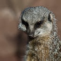 Meerkat