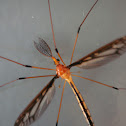 Tiger Crane Fly