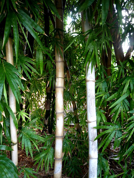 Spotting Image 1
