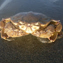 Spotted Moon Crab