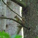 Red Squirrel