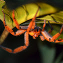 Araña Cupienus