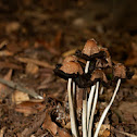 Coprinus micaceus