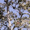 Ohi'a lehua tree