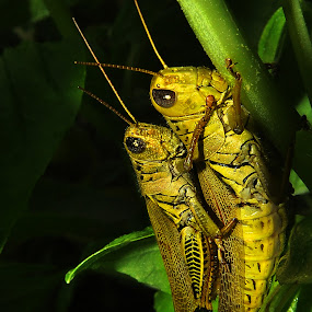 Knit Together by Corinne Noon - Animals Insects & Spiders ( female, grasshoppers, male, wildlife, insect )