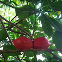 Apocynaceae