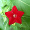 Flowernok