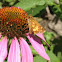 Common branded skipper