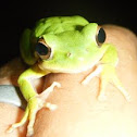 Rana trepadora