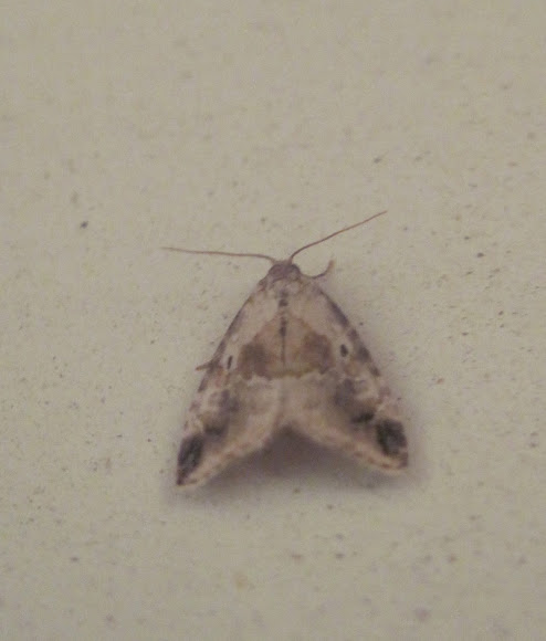 Spotting Image 1