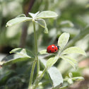 Seven-spotted Lady Beetle