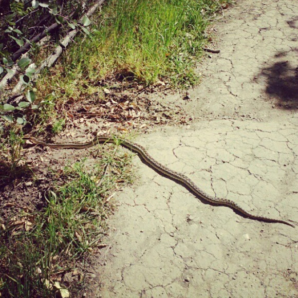 Spotting Image 1