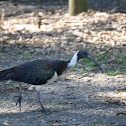 Ibis