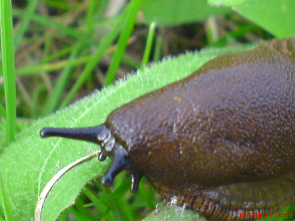 Spotting Image 1