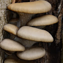 Oyster Mushroom