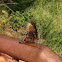 Red-spotted Purple