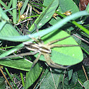 Rabid wolf spider