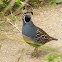 California quail