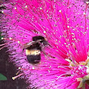 Bumblebees