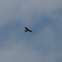 Kestrel