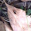 Tricolor wasp