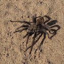 California Ebony Tarantula