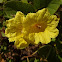 Yellow Geiger, Muyuyo