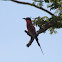 Southern Carmine Bee-eater