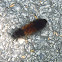 banded woolybear