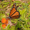 Monarch butterfly