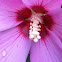 Hibiscus 