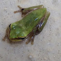 Green Tree Frog